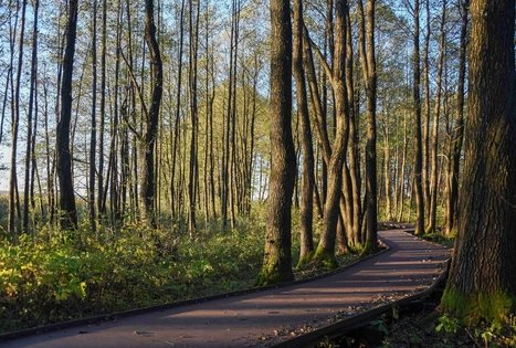 Veisiejų dvaro parkas