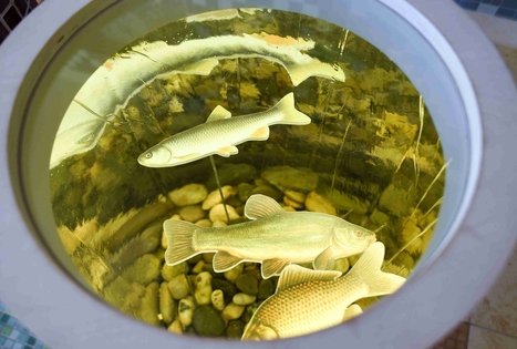 Veisiejų regioninio parko direkcija