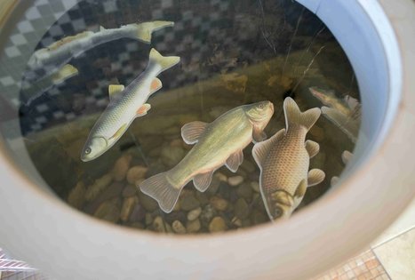 Veisiejų regioninio parko direkcija