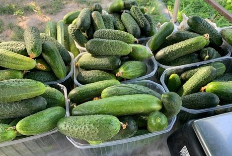 Veronikos ir Andriaus ūkis