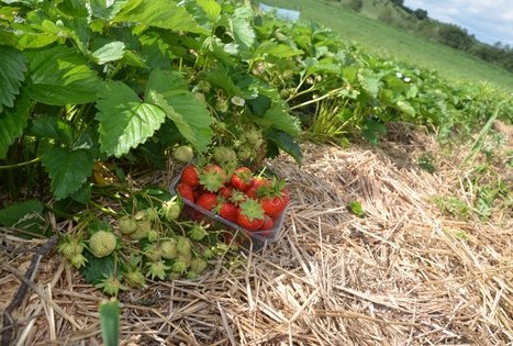 Veronikos ir Andriaus ūkis