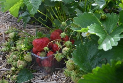 Veronikos ir Andriaus ūkis