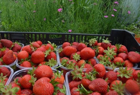 Veronikos ir Andriaus ūkis