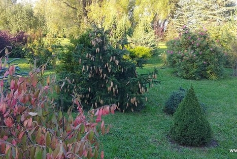 Dendrariumas „Vilki“ / „Vilkai“