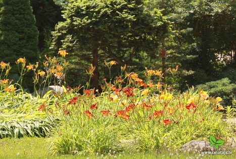 Viškių dendrologiniai sodinukai