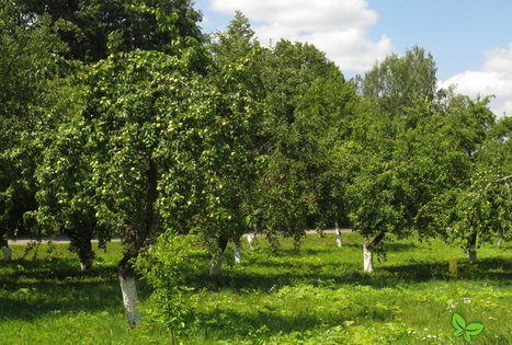 Viškių dendrologiniai sodinukai
