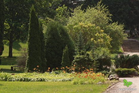 Viškių dendrologiniai sodinukai