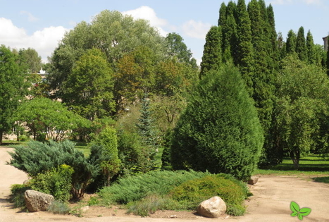 Viškių dendrologiniai sodinukai