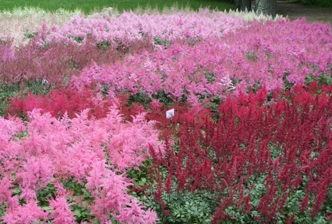 Vilniaus universiteto botanikos sodas