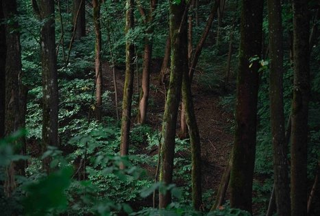 Vytauto parkas Kaune