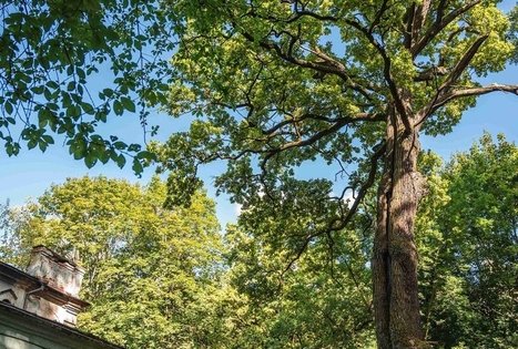 Vytauto parkas Kaune