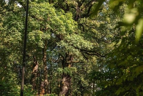 Vytauto parkas Kaune