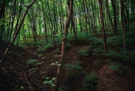 Vytauto parkas Kaune