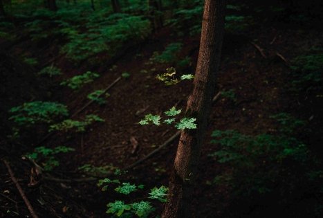 Vytauto parkas Kaune