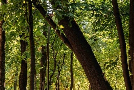 Vytauto parkas Kaune