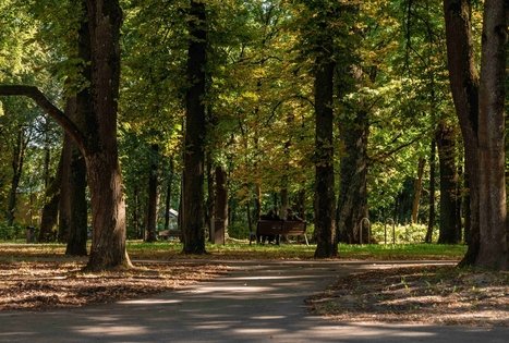 Vytauto parkas Kaune