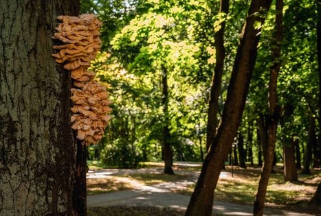 Vytauto parkas Kaune