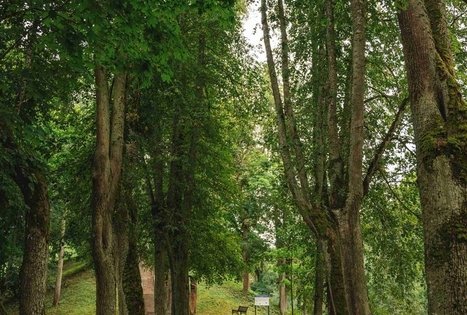 Miško Takas 59. Panemunis – Birštonas.