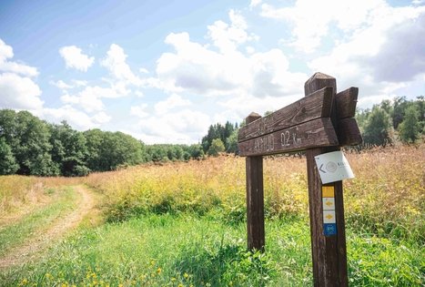 Žalpių (arba Dubenuotas) akmuo