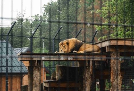 Miško Takas 63. Vaišvydava – Kaunas.