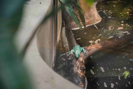 Lietuvos zoologijos sodas