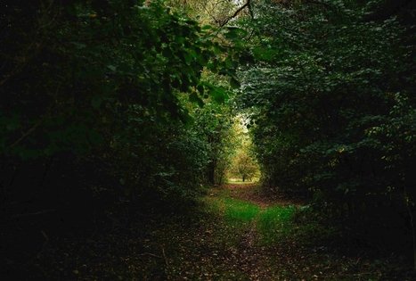 Miško Takas 62. Pakuonis – Vaišvydava.