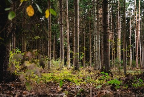 Miško Takas 62. Pakuonis – Vaišvydava.