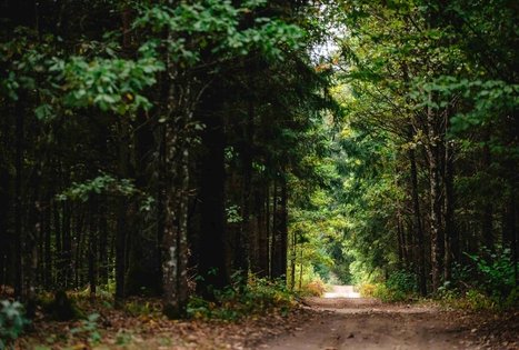 Miško Takas 62. Pakuonis – Vaišvydava.