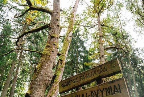 Miško Takas 62. Pakuonis – Vaišvydava.