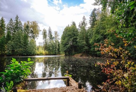 Miško Takas 62. Pakuonis – Vaišvydava.