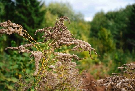 Miško Takas 62. Pakuonis – Vaišvydava.