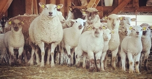 Jusių ekologinis ūkis