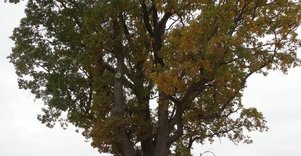 Paveisiejų trikamienis ąžuolas