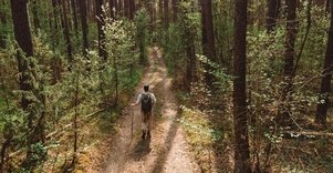 Miško Takas 55. Žiogeliai – Merkinė.