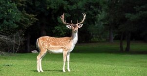 L. Sabaliauskienės danielių ūkis