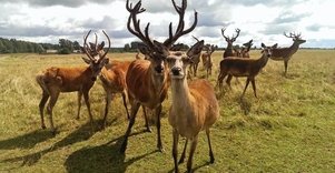 Danielių ir elnių ferma sodyboje „Barono vila“