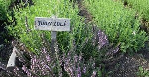 Vaistažolių darželiai Beržoro sodyboje