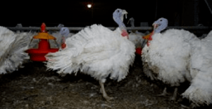 Ginto Cimakausko ūkis