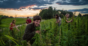 Kanapių ūkis Šironija