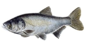 Arvydų žuvininkystės ūkis