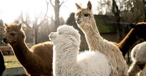 Alpakų ūkis „Čiobrelių rojus“ 