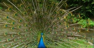 Saulės vartų Romuva