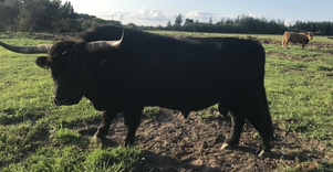 Ievos Šiurnės ūkis