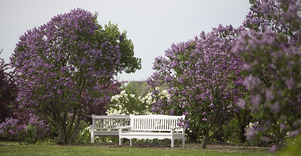 Latvijos sodininkystės institutas 