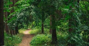 Miško Takas 63. Vaišvydava – Kaunas.