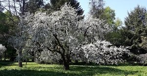 Tado Ivanausko Obelynės parkas