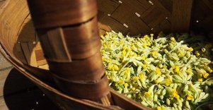 Arbatos kelias Anykščiuose