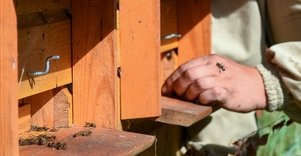 Medaus kelias nuo žiedo iki vartotojo