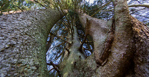 Septyniolikos kamienų eglė