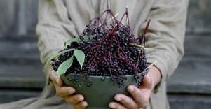 Šeivamedžio skanumynų dirbtuvės